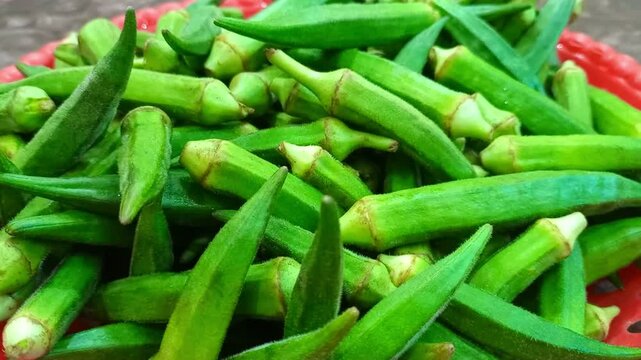 fresh okra harvest farm to table