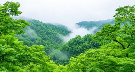 Fototapeta premium Lush green mountains shrouded in mist create a tranquil natural landscape.