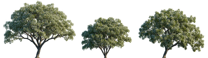 Chionanthus retusus tree isolated png on a transparent background premium realistic cutout (Chinese Fringetree, Chinese Fringe Tree)