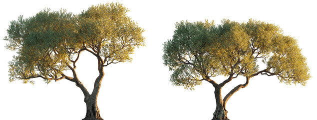 Olea europaea (Сommon olive, European olive, Olea sativa) Oleaceae evergreen trees isolated png in...