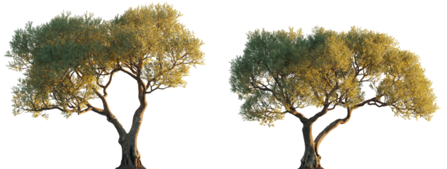 Olea europaea (Сommon olive, European olive, Olea sativa) Oleaceae evergreen trees isolated png in sunset lighting on a transparent background premium cutout 