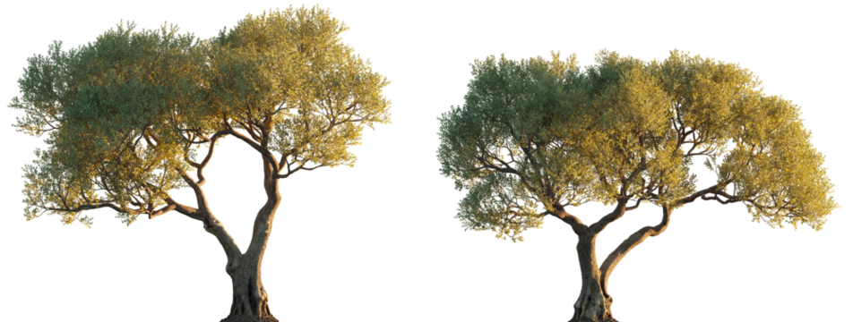 Olea europaea (Сommon olive, European olive, Olea sativa) Oleaceae evergreen trees isolated png in sunset lighting on a transparent background premium cutout 