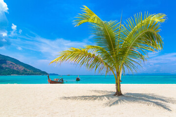 Single palm tree on beach