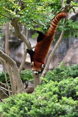 木から逆さまで降りるレッサーパンダ
