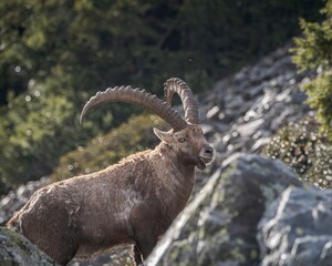 Bouquetin dans les Alpes