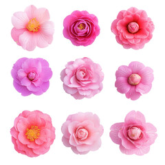 Naklejka premium Beautiful top view of various camellia flowers in shades of pink and transparent on a light background, various single camellia flower top view and with isolated on transparent background