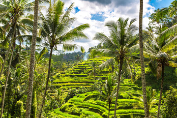 Tegallalang rice terrace on Bali