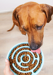 Top view of dog eating from slow feeder bowl. Slow feeder dog bowl. Dog food.
