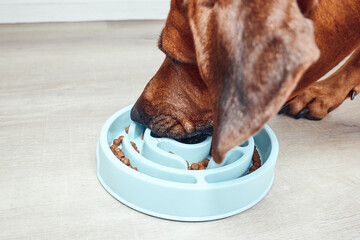 Slow feeder dog bowl. Close-up view of dog eating from slow feeder bowl. 