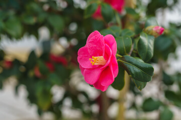 Radiant pink camellia bloom framed by lush green foliage.