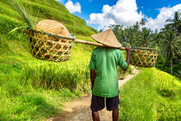 Old farmer on Bali rice field