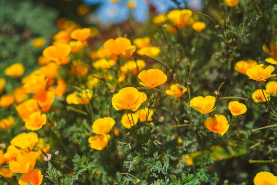 Vibrant yellow and orange poppies bloom densely in a lush garden.