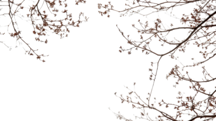 Border of dry tree branch on transparent background