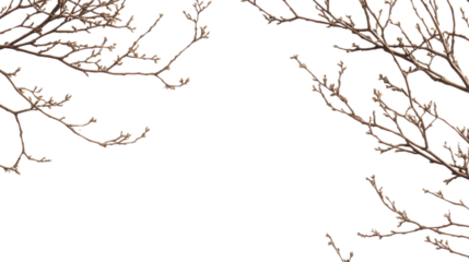 Border of dry tree branch on transparent background
