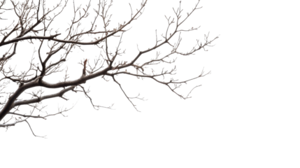 Border of dry tree branch on transparent background