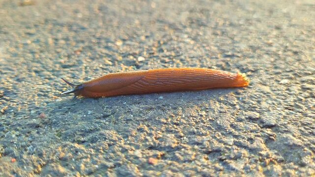 A brown slug crawls slowly on a concrete surface, showcasing its texture and movement. The sunlight highlights its shape and distinct features. Its journey is peaceful and slow.