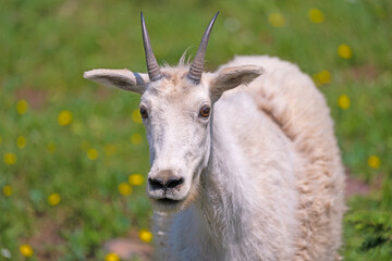 Close Frontal View of a Mountain Goat