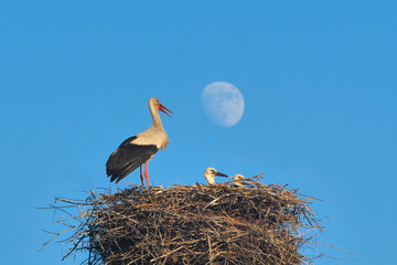 Family of white storks and the Moon. © The physicist