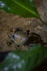 The back of a crab in a terrarium.
