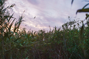 Birds flying over tall reeds and dense greenery under a colorful, cloud-filled sunset sky.