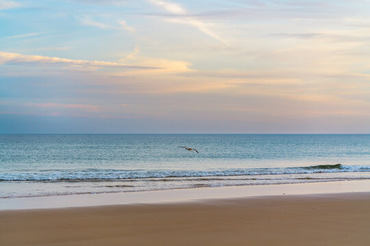Quiet beach at dusk with a bird gliding above gentle waters.