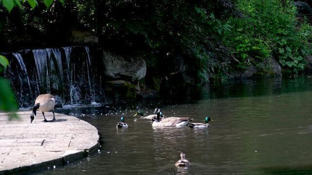 Waterfall geese pond Graceful geese by a tranquil waterfall in a lush park inspire peace and enjoyment of nature