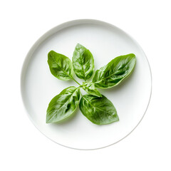Fresh sweet basil leaves elegantly arranged on a transparent plate against a clean transparent background, Sweet Basil in transparent plate on transparent background