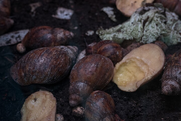 Serrated Achatina - snails next to each other and a bitten potato.
