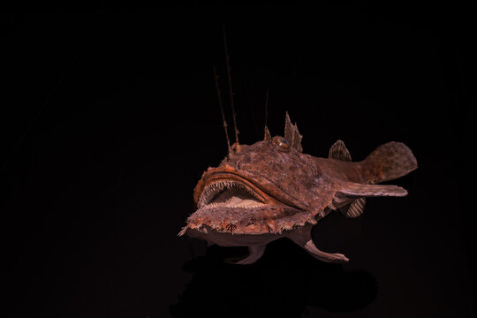 A plastic model of a monkfish emerging from the darkness.
