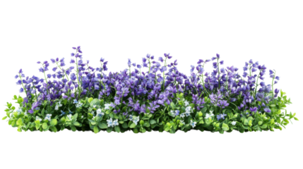 Blue iris flower on transparent background