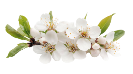White cherry blossom on transparent background