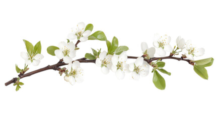 Fototapeta premium White cherry blossom on transparent background