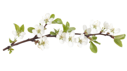 White cherry blossom on transparent background