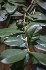 Fototapeta premium Small green psidium fruits and green leaves. 
