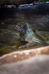 Agama weberi climbing out of water.
