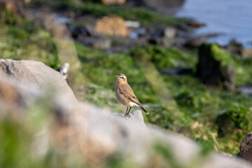 Wheatear (Oenanthe oenanthe) in Botanic Gardens, Found in Open Grasslands and Rocky Areas