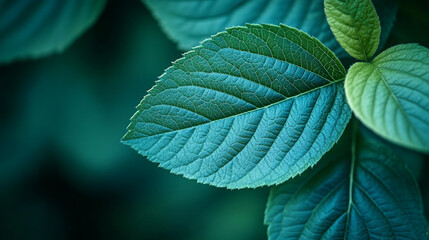 Close-up of intricate leaf veins for a natural background with a minimalistic bright tone and blurred empty space for a caption or design element

