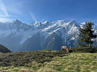 Fototapeta premium Bouquetin sous le Mont Blanc.