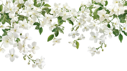 White flower blossom on transparent background