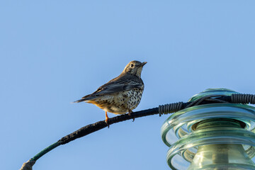 Mistle Thrush (Turdus viscivorus) in Botanic Gardens, Found in Woodlands and Parks