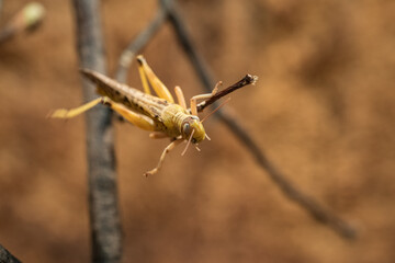 Dead locusts on a twig in a terrarium.
