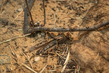 Dead desert locusts in the sand.
