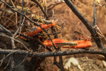 Dead locusts on a twig in a terrarium.
