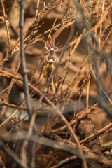 Dead locusts on a twig in a terrarium.
