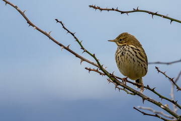 Meadow Pipit (Anthus pratensis) on Bull Island, Found in Grasslands and Moorlands