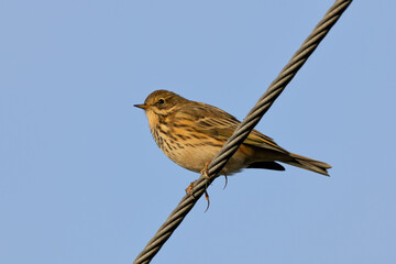 Meadow Pipit (Anthus pratensis) on Bull Island, Found in Grasslands and Moorlands
