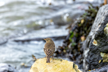 Meadow Pipit (Anthus pratensis) on Bull Island, Found in Grasslands and Moorlands