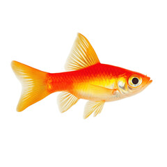 Fototapeta premium Platy fish swimming gracefully against a transparent background in a serene aquatic environment, platy fish, isolated transparent background