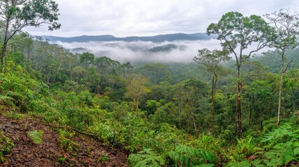 Obraz premium Misty Forest Landscape with Soft Diffused Light
