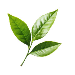 Obraz premium Fresh green tea leaves on a transparent background, highlighting their vibrant color and natural texture, tea leaf on transparent background